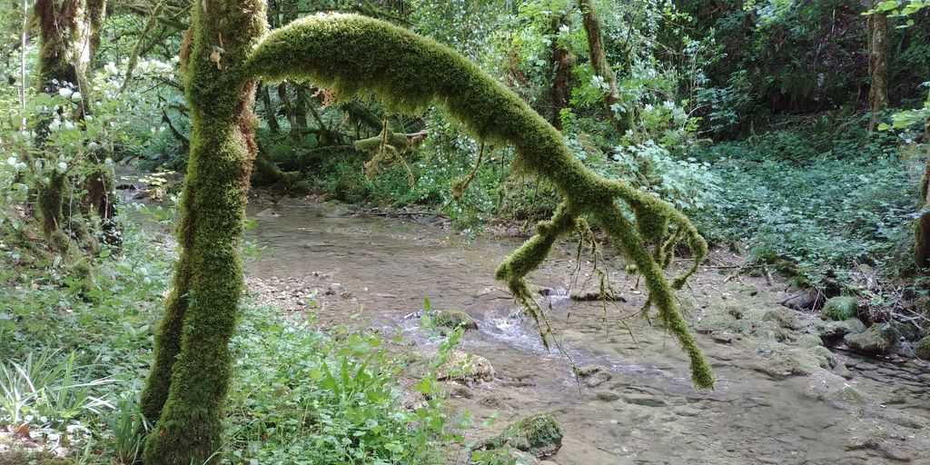 arbre plein de mousse