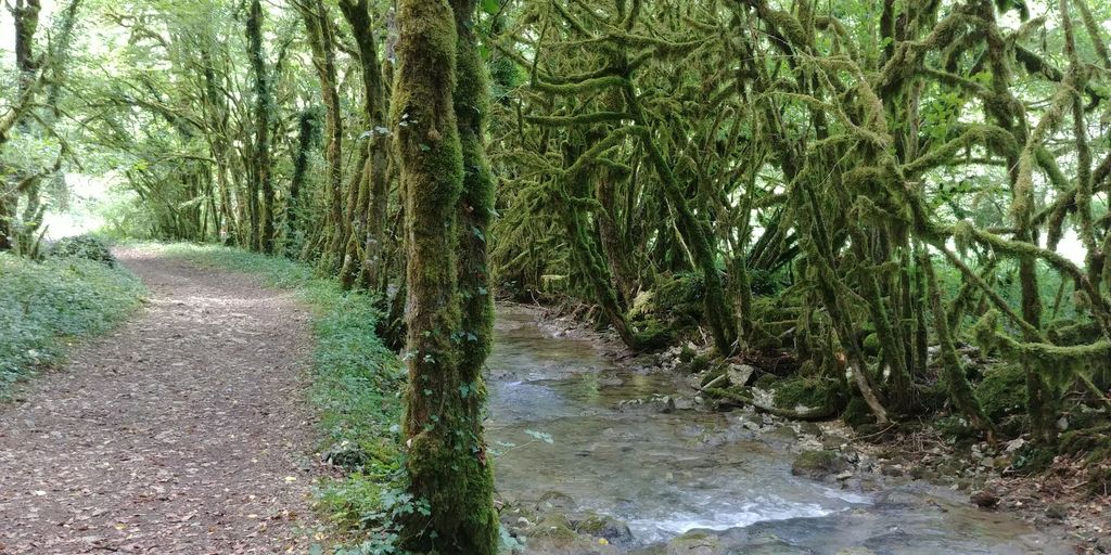 sentier près de la rivière