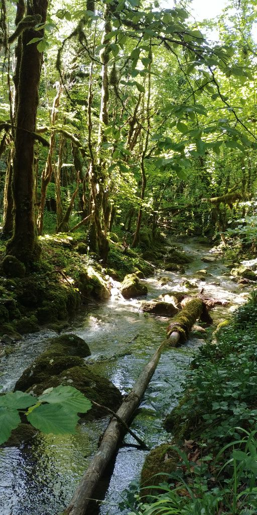 rivière dans foret de l'ain