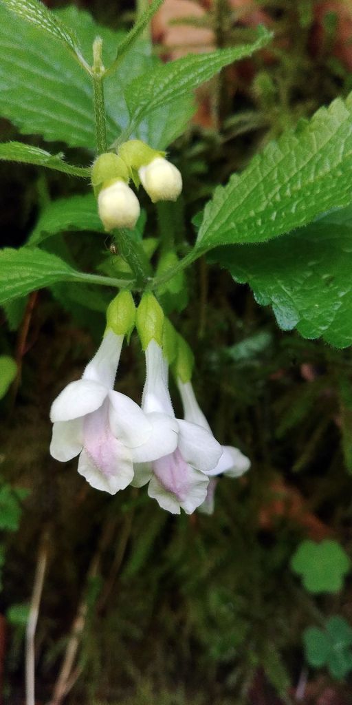 fleur cloche blanche de sous bois