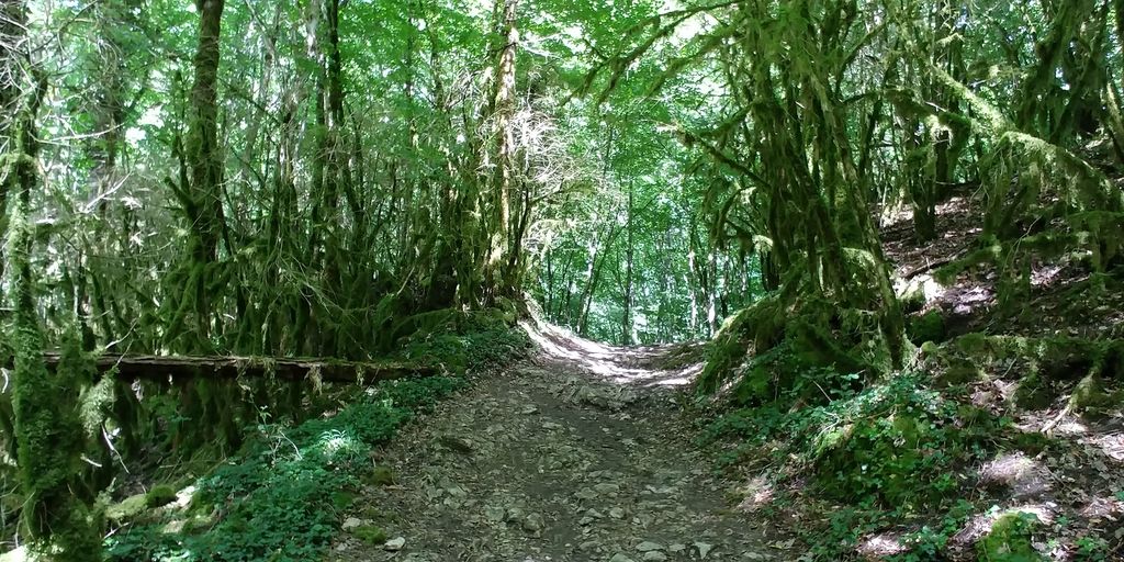 chemin pour la cascade