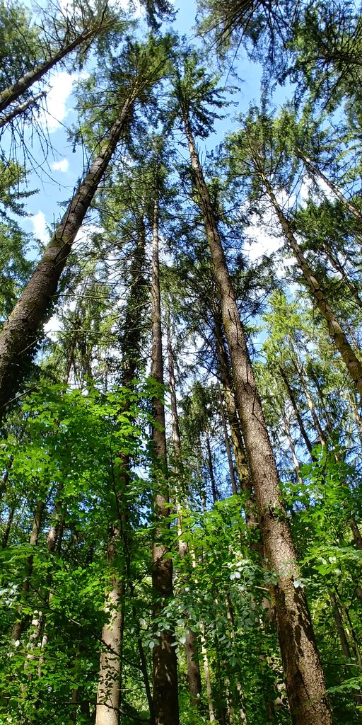 pins hauts dans les bois