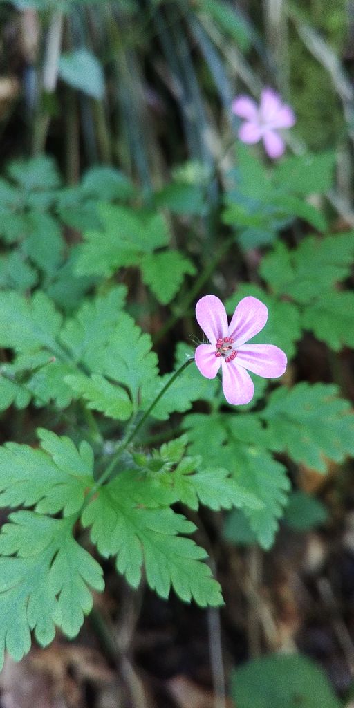 geranium des bois violet