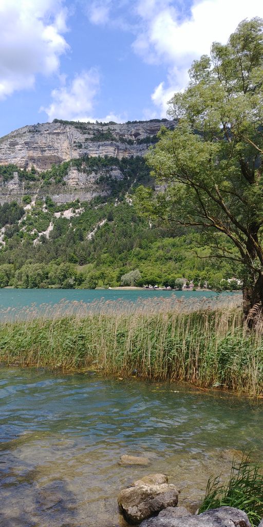 roseaux du lac de nantua