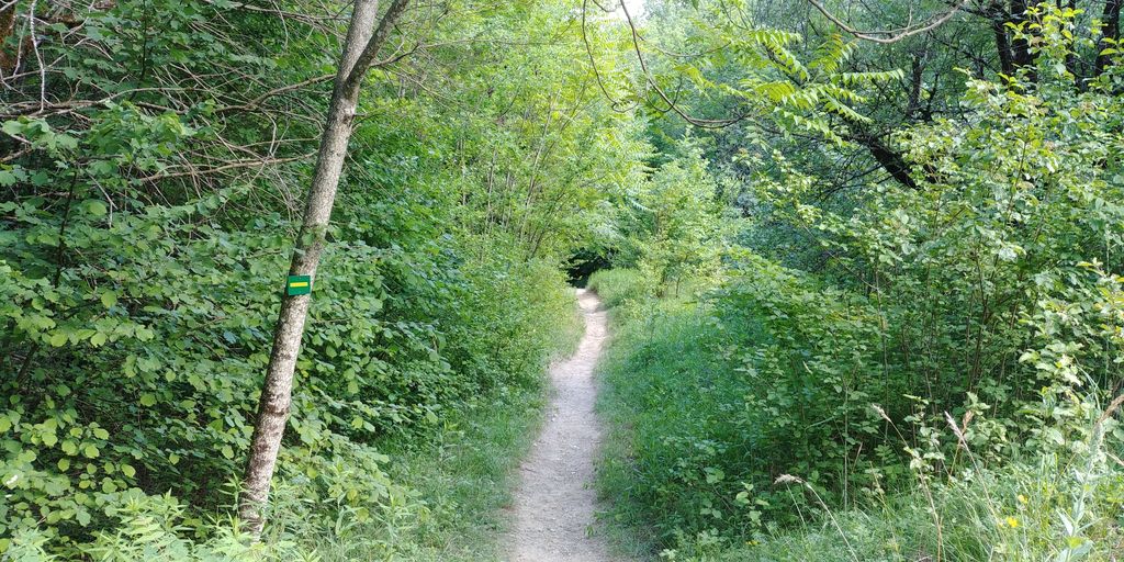 sentier dans la foret