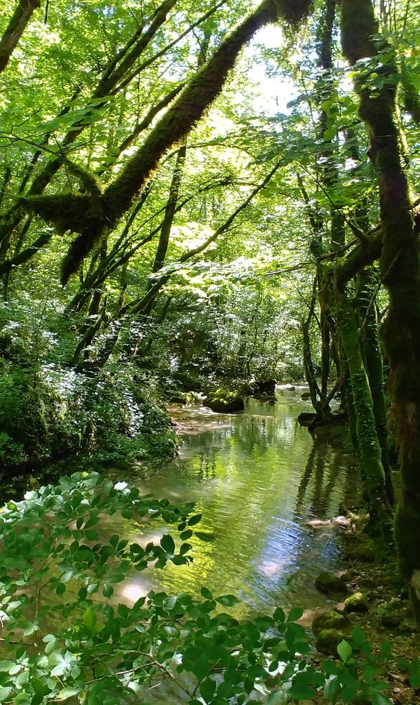 foret du bugey