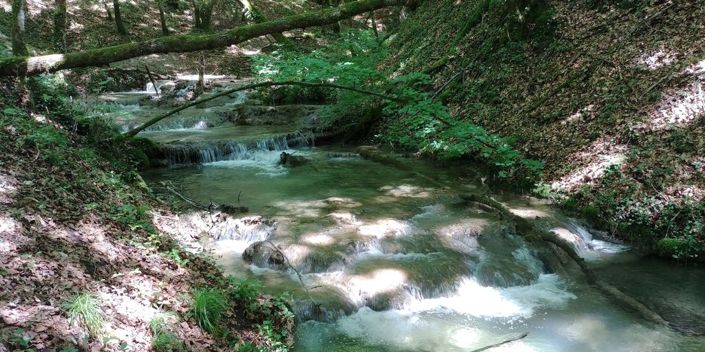 balade dans la foret de marchamp