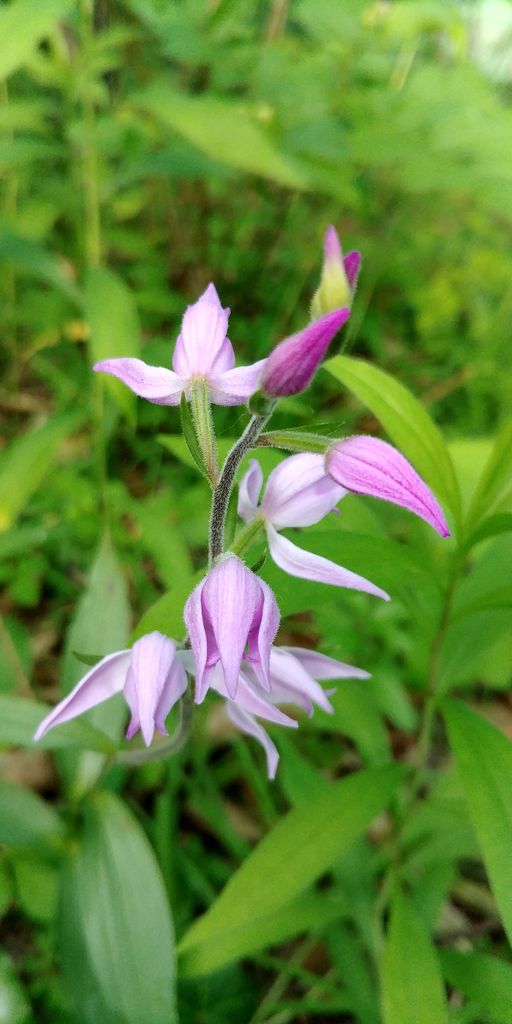 fleur violette de sous bois