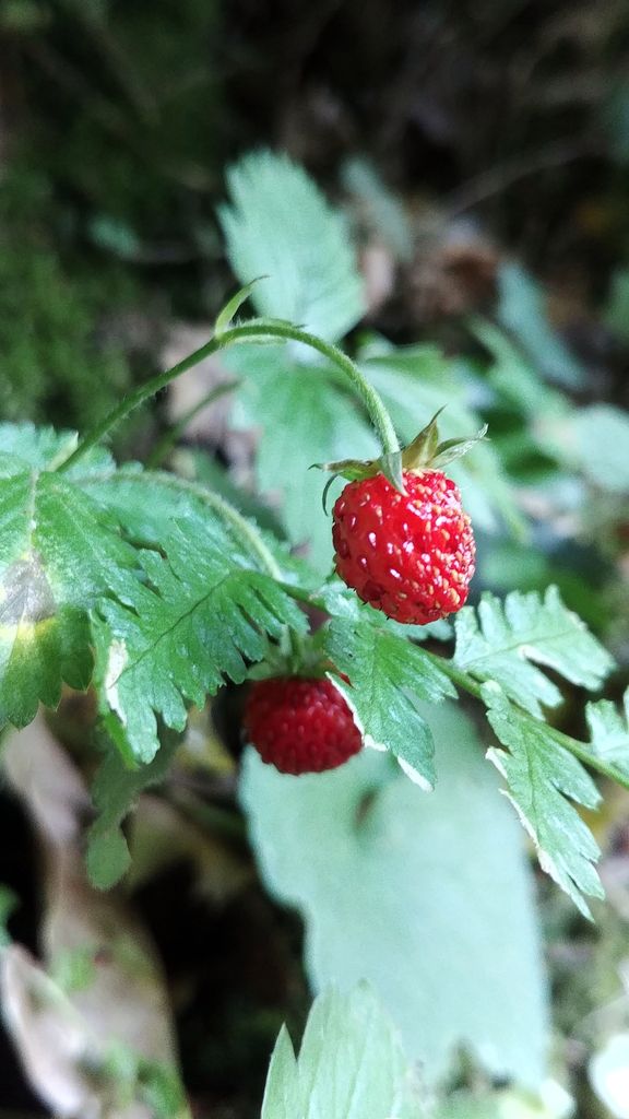 fraises des bois