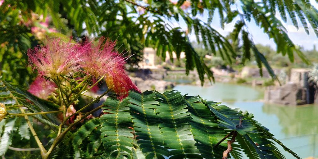 albizia