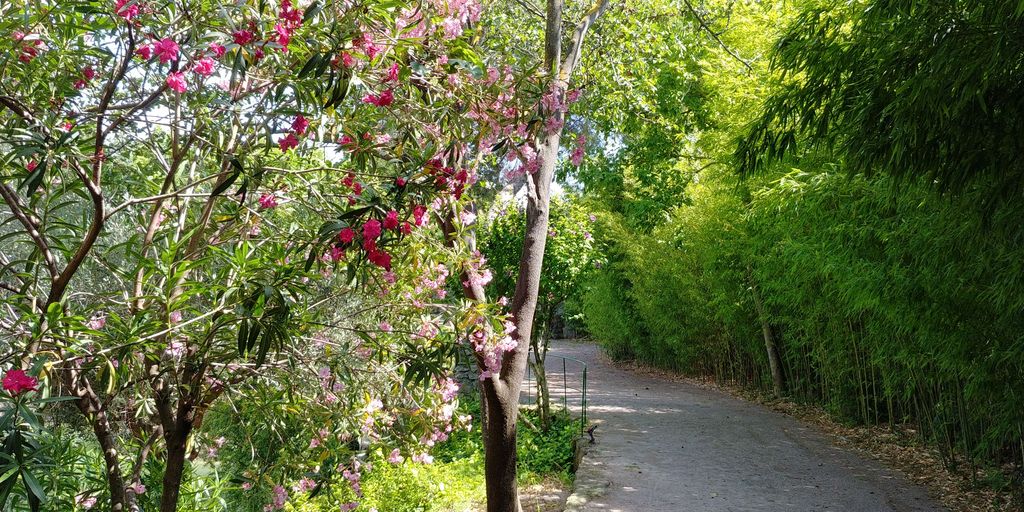 allée de bambous et lauriers roses