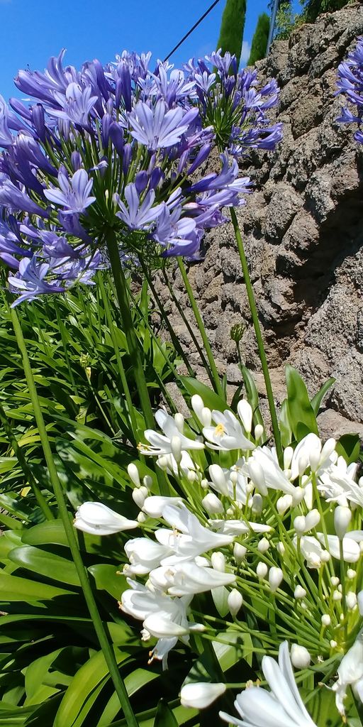 agapanthe blanche et violette