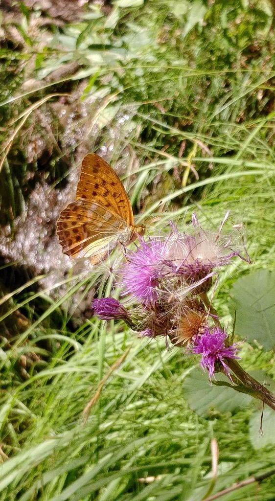 papillon sur un chardon