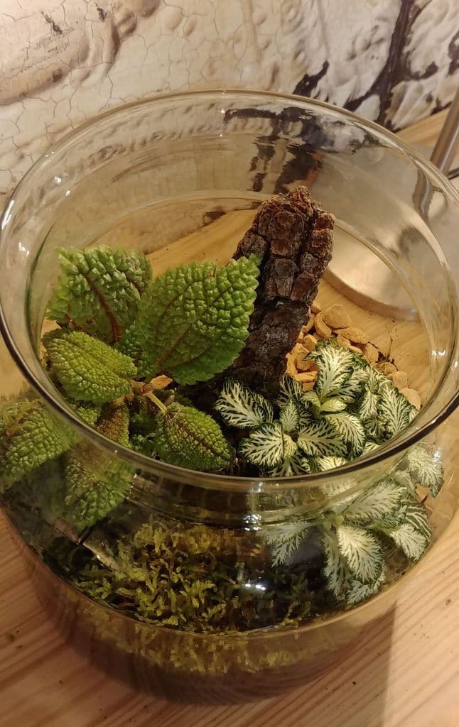 wecandoo-atelier-terrarium-lyon-11