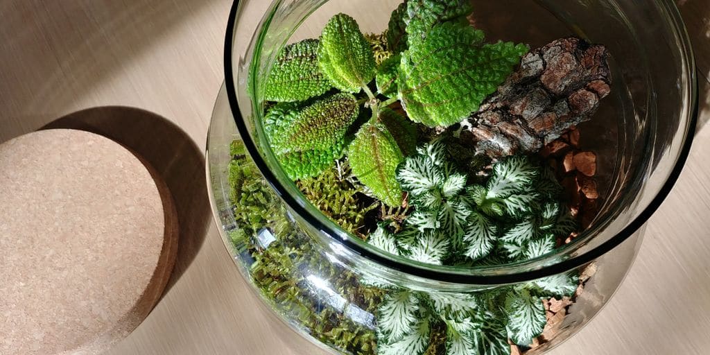 wecandoo-atelier-terrarium-lyon-13