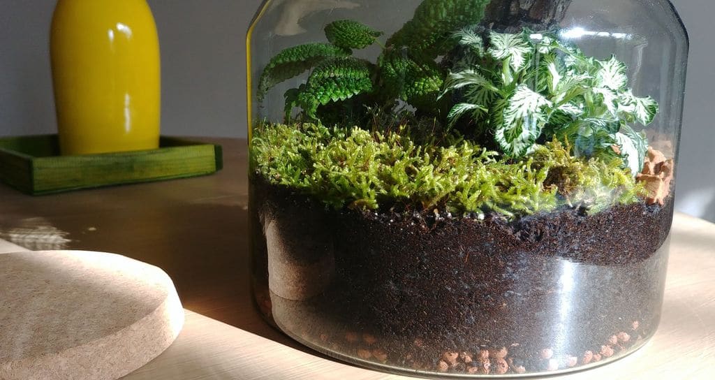 wecandoo-atelier-terrarium-lyon-14