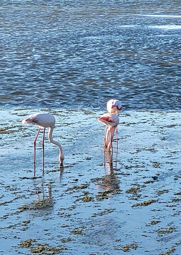 etang-doul-peyriac-mer-flamants-roses