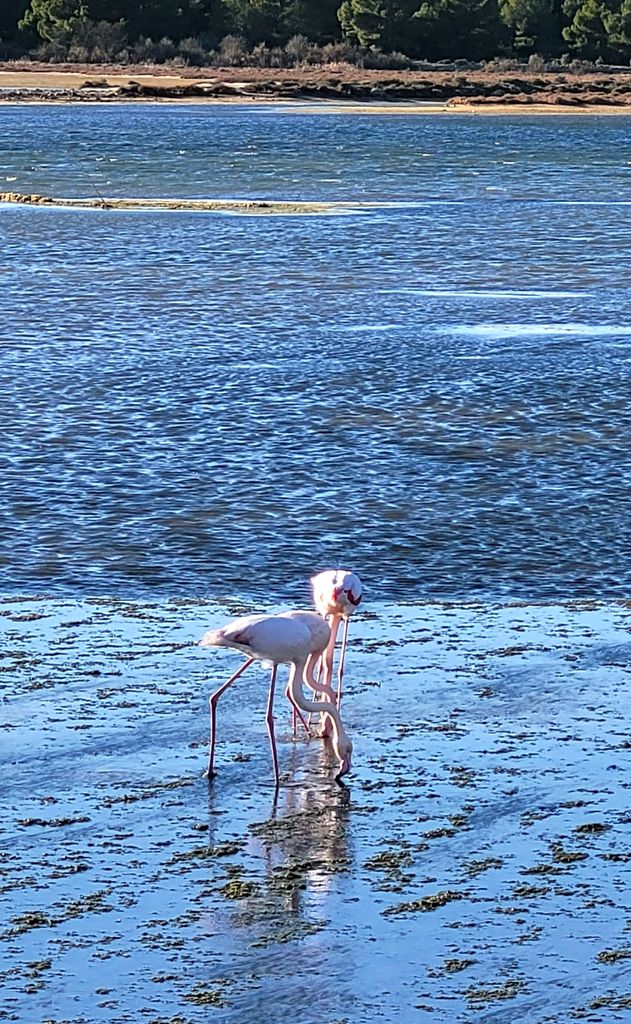 narbonne-gruissan-flamants-roses