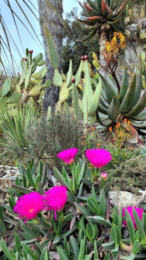 eze-balade-jardin-cactus