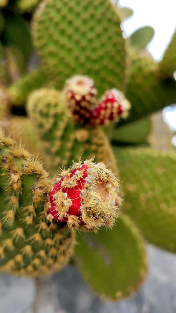 eze-jardin-cactus