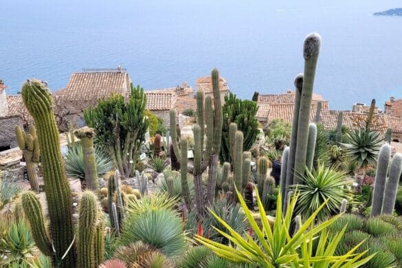 eze-jardin-exotique-cactus