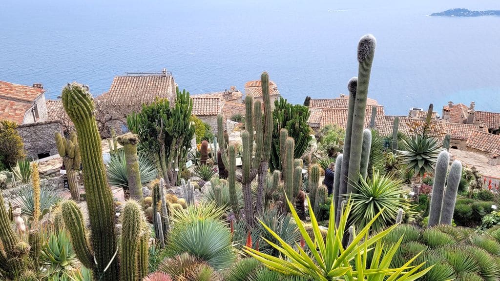 eze-jardin-exotique-cactus