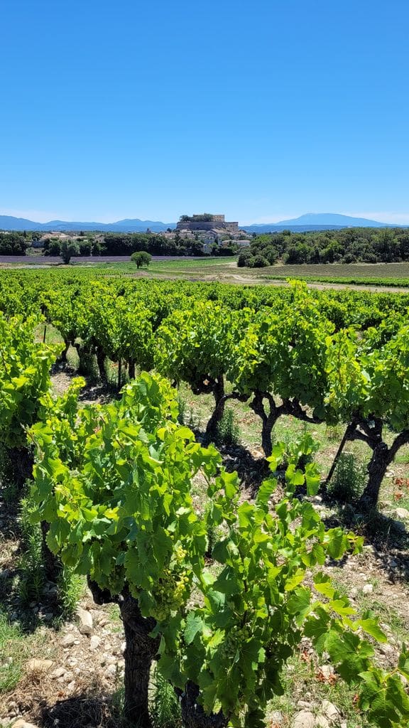 journee-visite-grignan-vigne