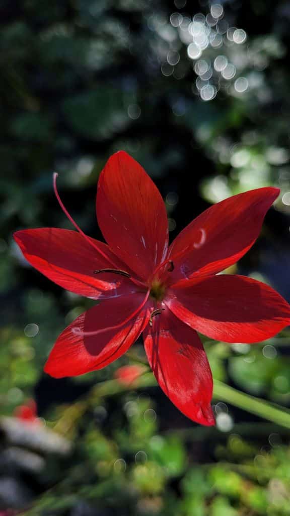 jardin-fontaines-petrifiantes-20