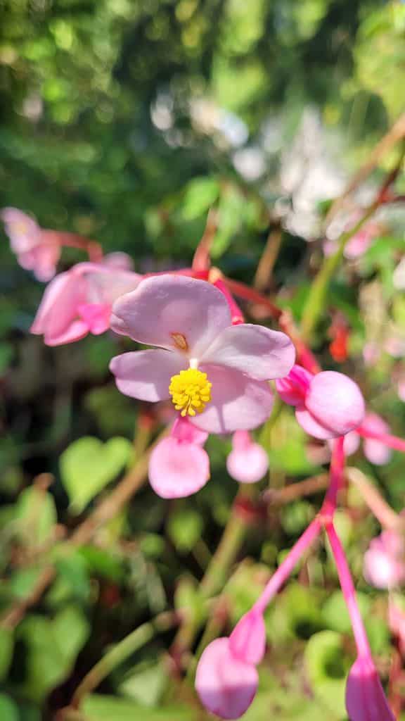 jardin-fontaines-petrifiantes-22