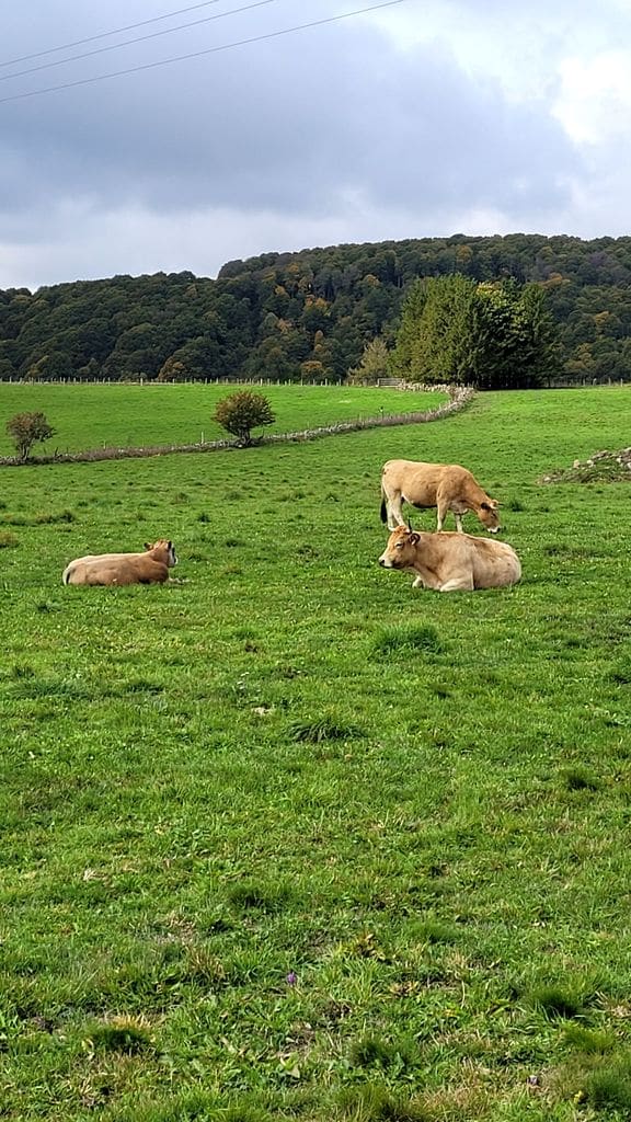 week-end-aubrac-race-vache