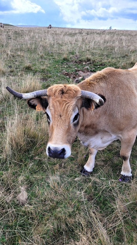 week-end-aubrac-vache-corne