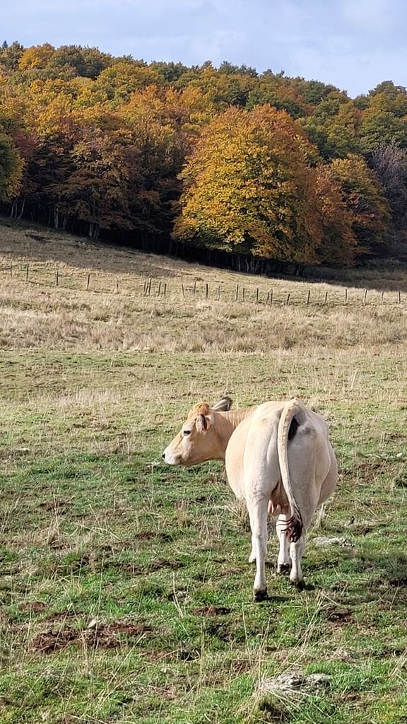 week-end-aubrac-vache