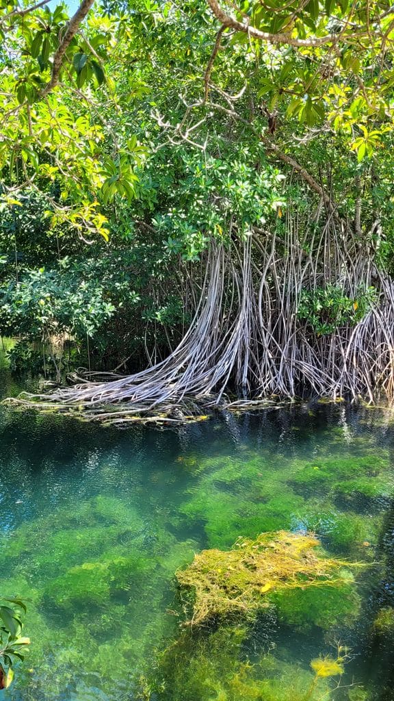 xel-ha-parc-cenote