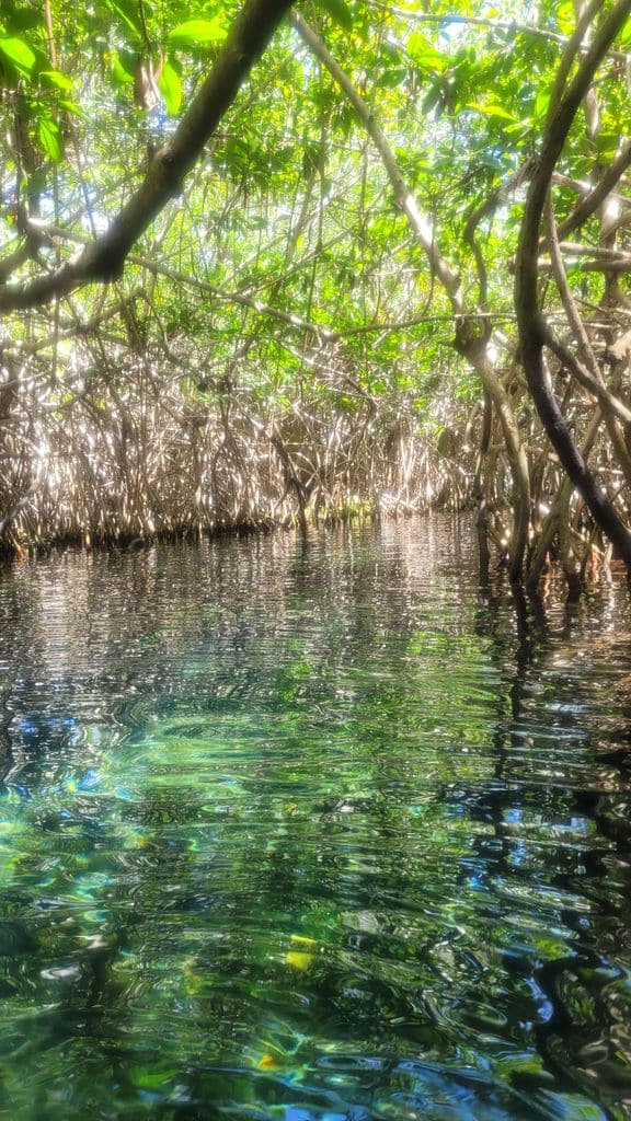 xel-ha-parc-mangrove