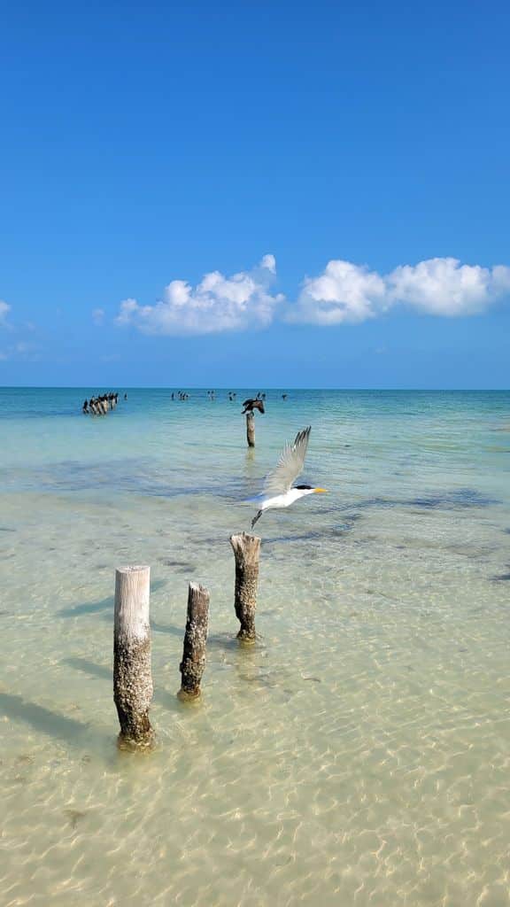 holbox-top-plage-2