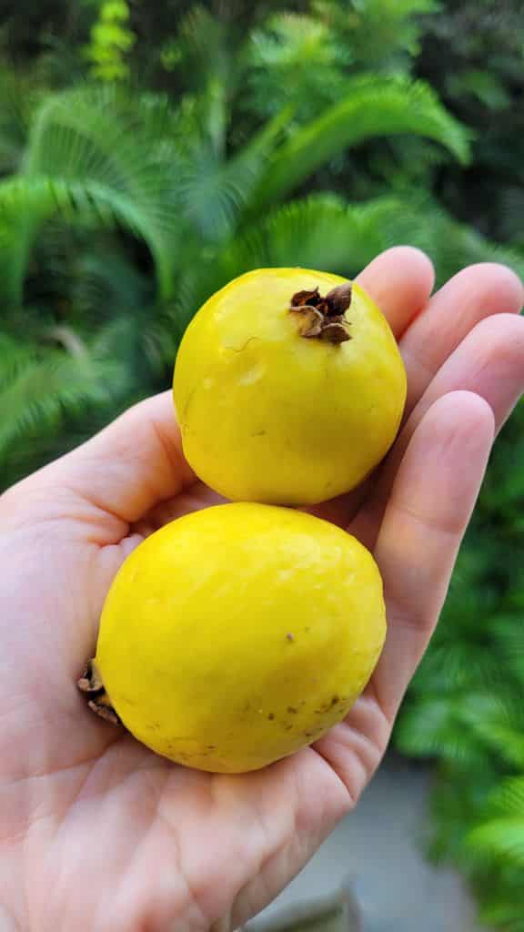 tulum-fruit