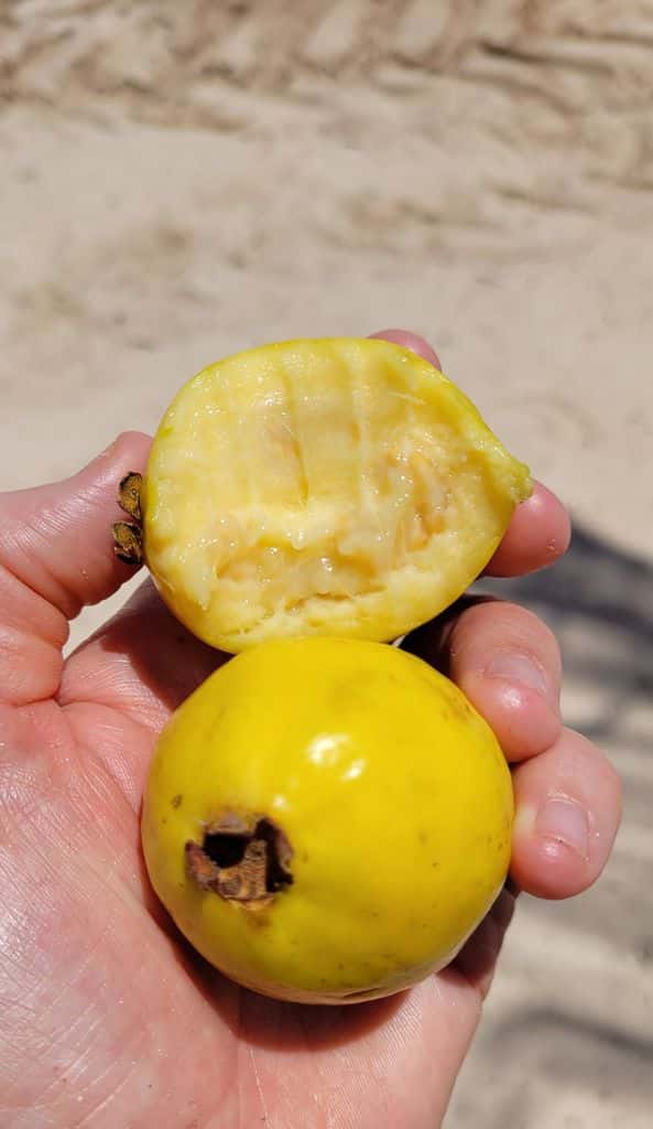 tulum-playa-goyave