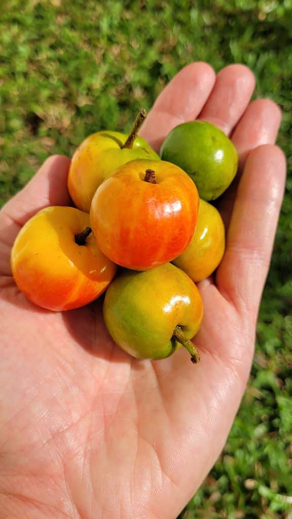 valladolid-fruit-prune-ciruela