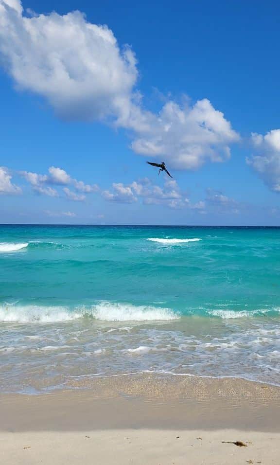 cancun-delfines-plage-pelican