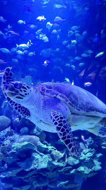 valence-aquarium-oceanografic-5