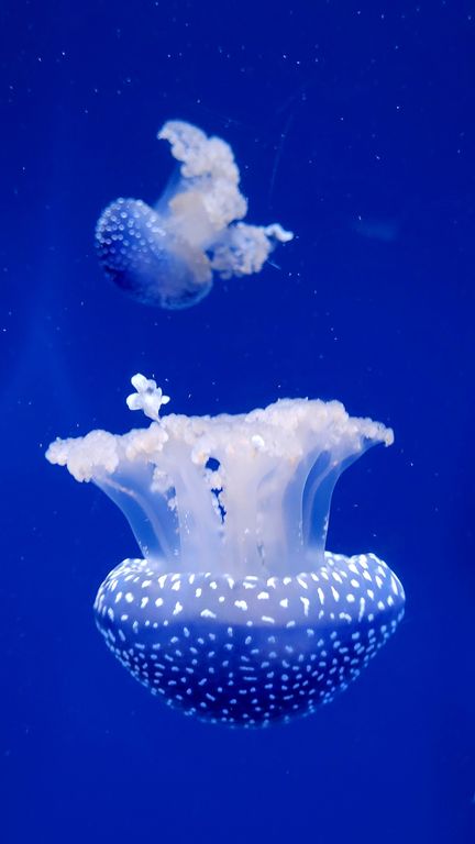 valence-aquarium-oceanografic