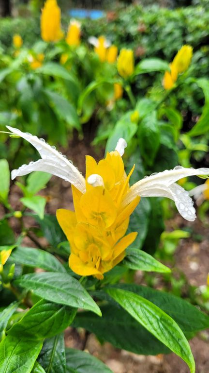 hong-kong-kowloon-park-fleur-2