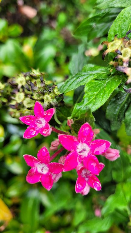 hong-kong-kowloon-park-fleur-3