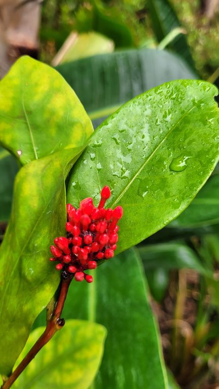 hong-kong-kowloon-park-fleur-5