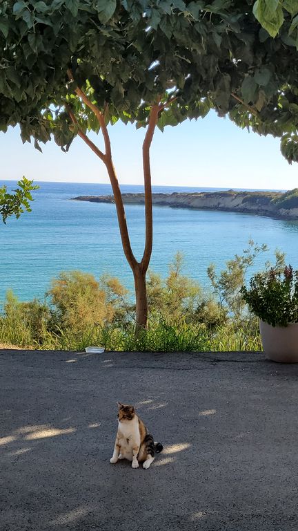 porto-antico-restaurant-chypre