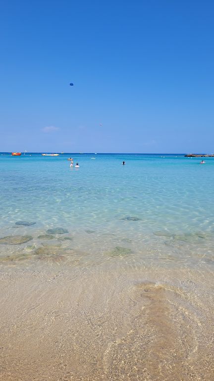 top-plage-chypre-fig-tree