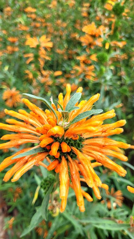 jardins-cap-roig-11
