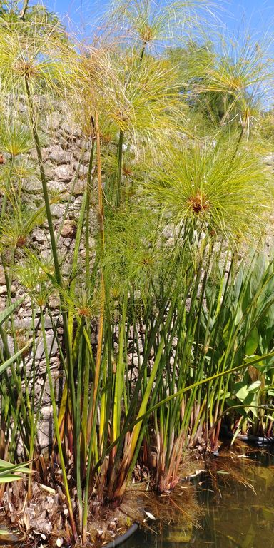 bambouseraie-cevennes-anduze-7