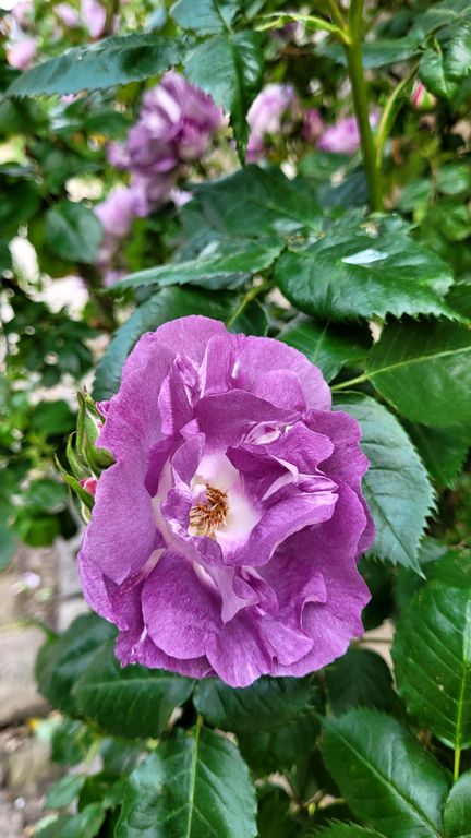 gerberoy-village-roses-2