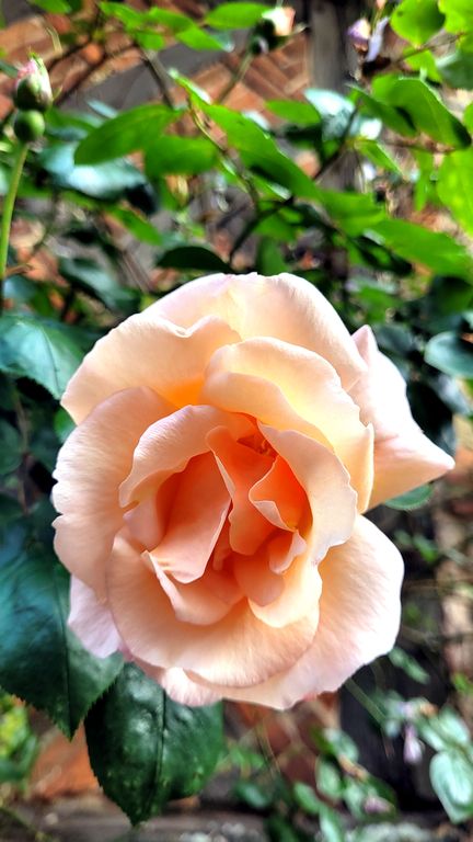 gerberoy-village-roses-3